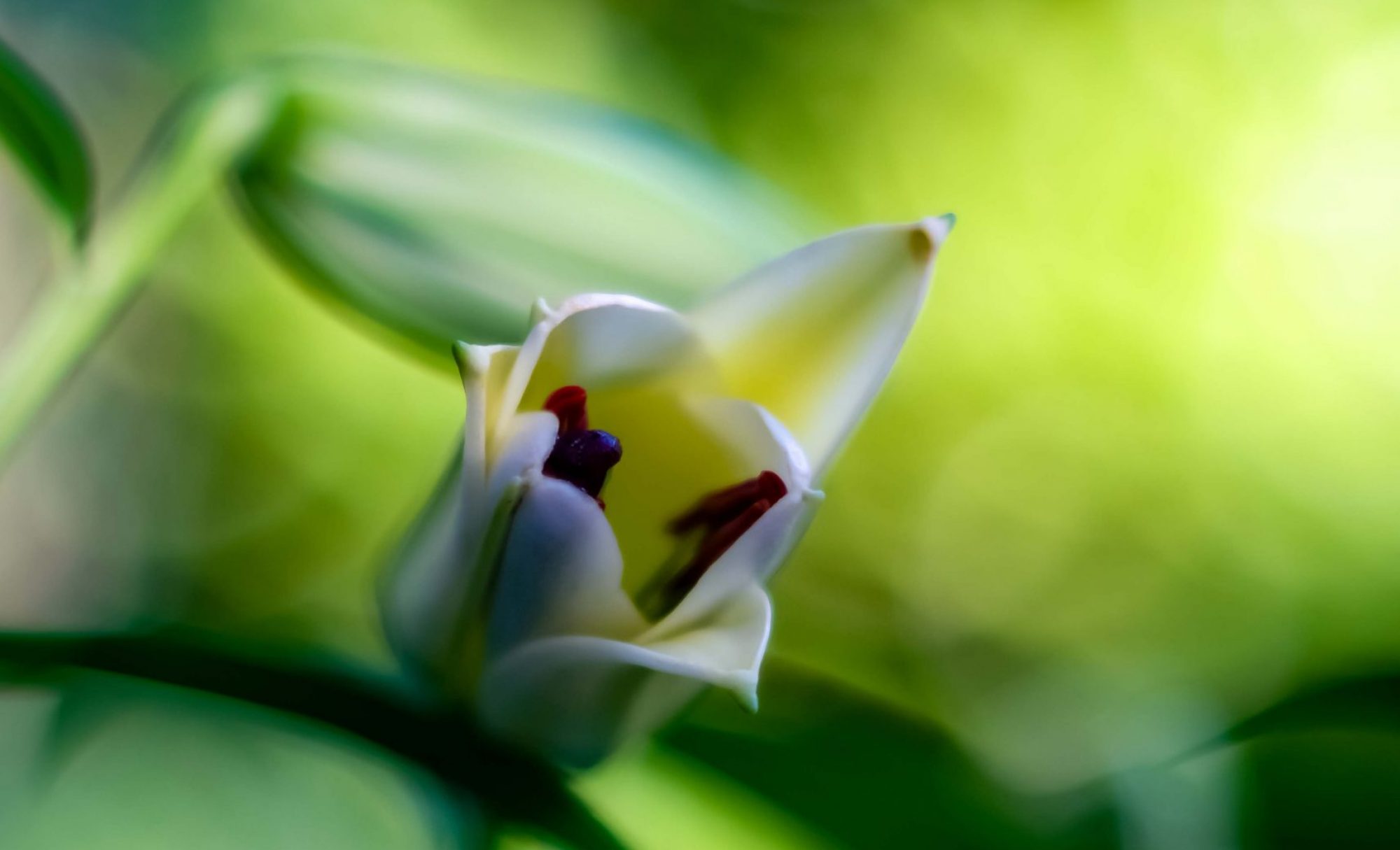 Torsten Gripp | Im Garten | 2025